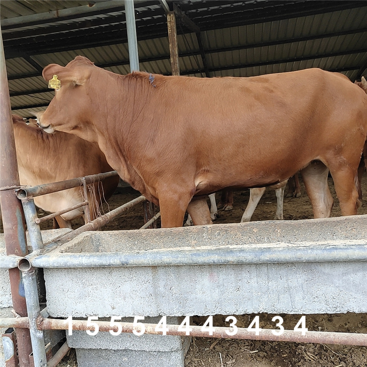 养殖场长期肉牛 鲁西黄牛能长多重 买西门塔尔牛量大从优