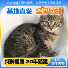 美短虎斑猫幼猫美国短毛猫银虎斑宠物猫可爱短毛居家粘人真猫
