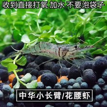 花腰虾中华小长臂除丝藻刚毛藻工具虾观赏虾水族宠物清理鱼缸残渣