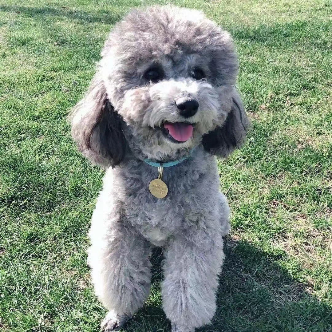 纯种泰迪幼犬活物宠物狗小型茶杯犬便宜长不大泰迪犬家养宠物狗狗