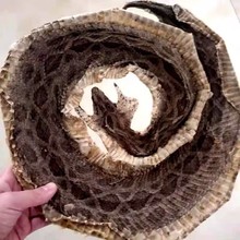 中药材蕲蛇干五步蛇干八步蛇蕲蛇粉泡酒料蛇粉白花蛇眼镜蛇蝮蛇