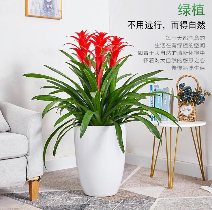 鸿运当头盆栽植物室内花卉客厅阳台四季开花凤梨水培绿植年宵花