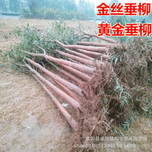 绿化树苗速生竹柳金丝垂柳苗小苗道路河边黄金柳树苗养金蝉柳树苗