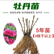 菏泽牡丹花苗大苗盆栽花卉庭院室外阳台植物室内四季好养大花