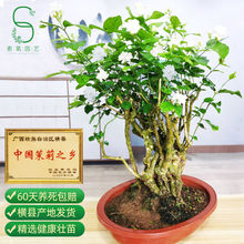 茉莉花盆栽老桩四季室内外观花植物重瓣茉莉花苗阳台庭院花卉盆景