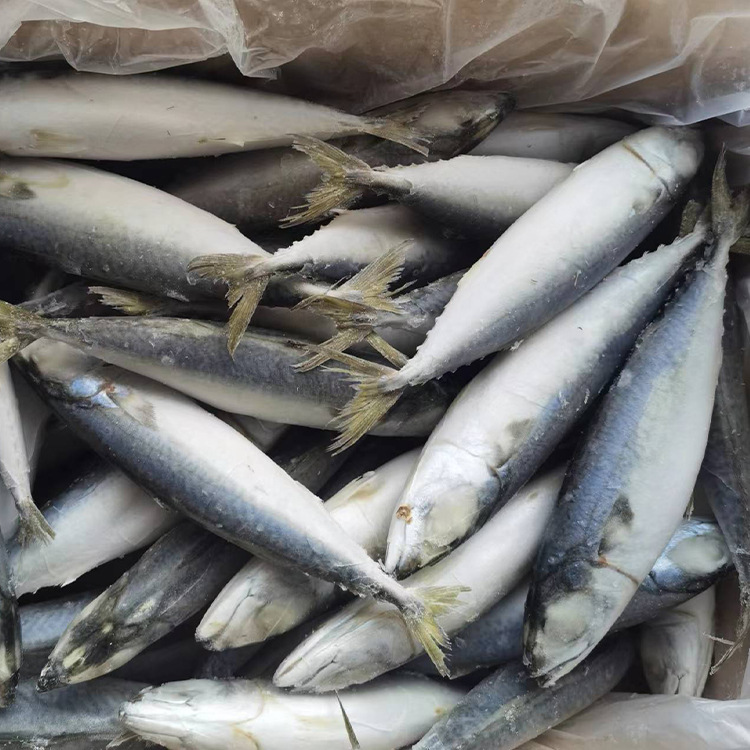 批发新鲜冷冻单冻鲭鱼 青花鱼 青占鱼 罐头原料 市场销售