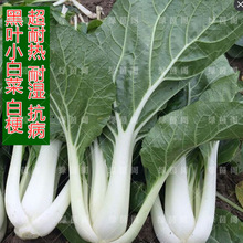 奶白菜种籽四季黑叶小白菜种子嫩油菜耐热耐湿盆栽菜园蔬菜孑菜籽