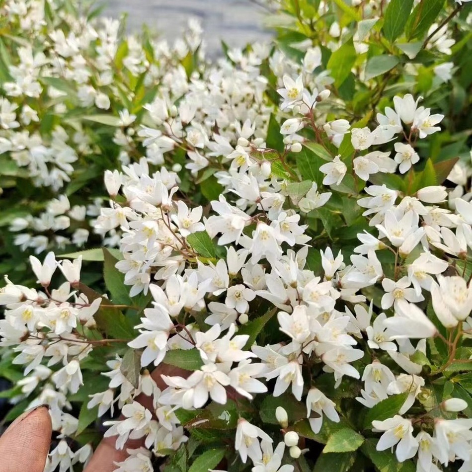 冰生溲疏盆栽 花境观赏绿植 成都园林绿化工程苗木 地被植物批发