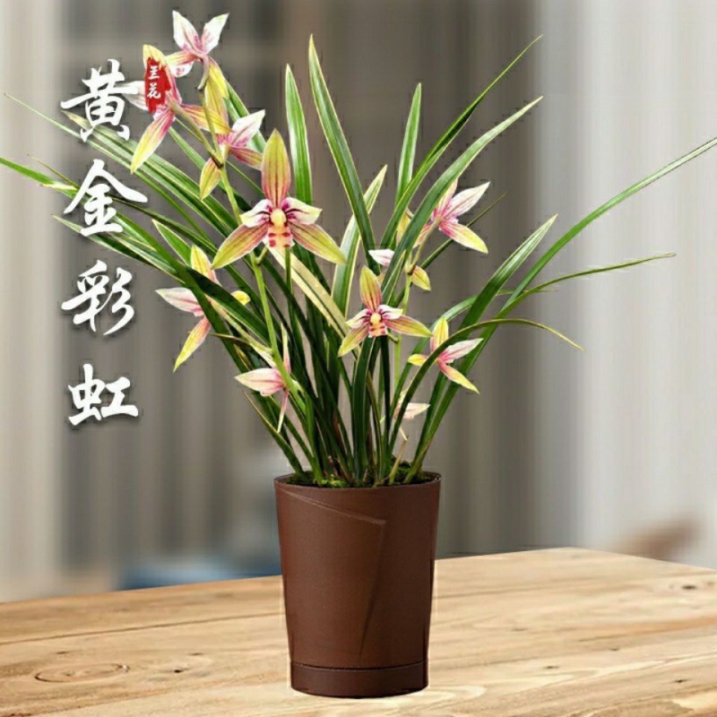 黄金彩虹10苗5支花带花苞室内盆栽兰花开花香室内盆栽好养包邮