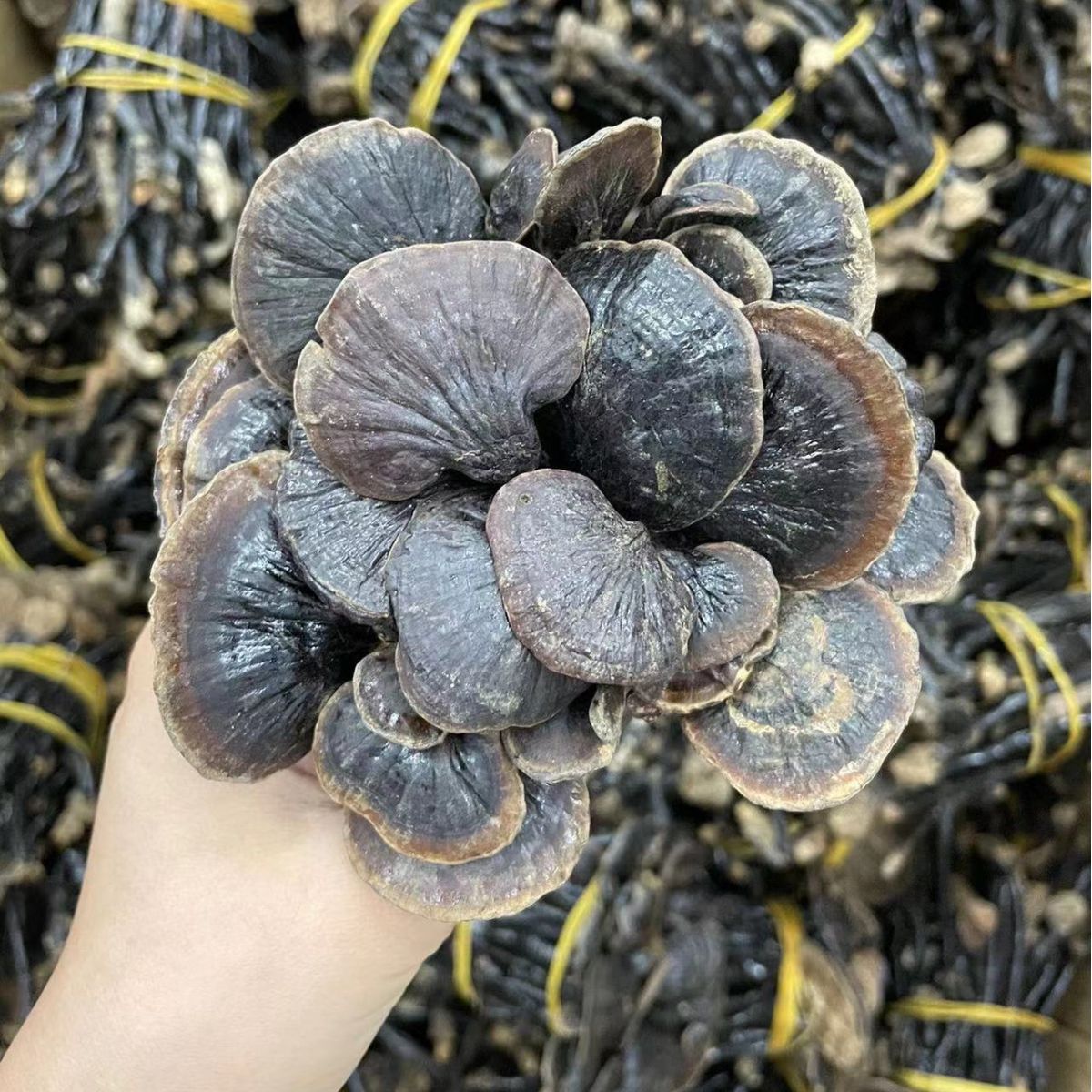 竹灵芝 深山灵芝 免费切片 灵芝批发 一件代发-阿里巴巴