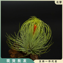 空气凤梨 宝石 Tillandsia andreana 空凤江苏基地