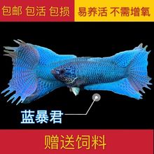 中国斗鱼热带鱼澳火蓝蛇无纹蓝不打氧耐活鱼观赏小鱼好养冷水鱼苗