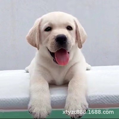 纯种拉布拉多幼犬活体奶白色拉布拉多导盲犬价格拉布拉多宠物狗狗