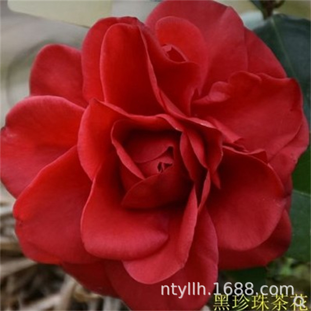 黑珍珠山茶花树苗黑红色大花黑绒带带花苞丝绸感盆栽地栽四季绿植