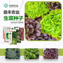 鼎丰生菜种子四季奶油生菜玻璃结球生菜紫红叶沙拉菜水培蔬菜籽孑