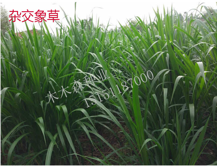 多年生牧草种子四季黑麦草种子南北方鸡鸭鹅猪牛羊鱼牧草种籽