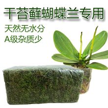 新鲜干苔藓水苔蝴蝶兰专用青苔兰花石斛专用营养土苔藓乌龟垫材