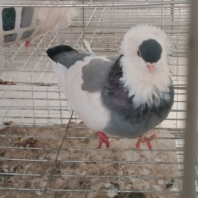 纯白仙女鸽 蓝仙女鸽一对多少钱 黄仙女鸽子 红仙女青年观赏鸽