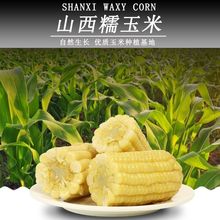 东北玉米山西忻州头茬黄白糯玉米新鲜香糯有嚼劲应季整箱包邮批发