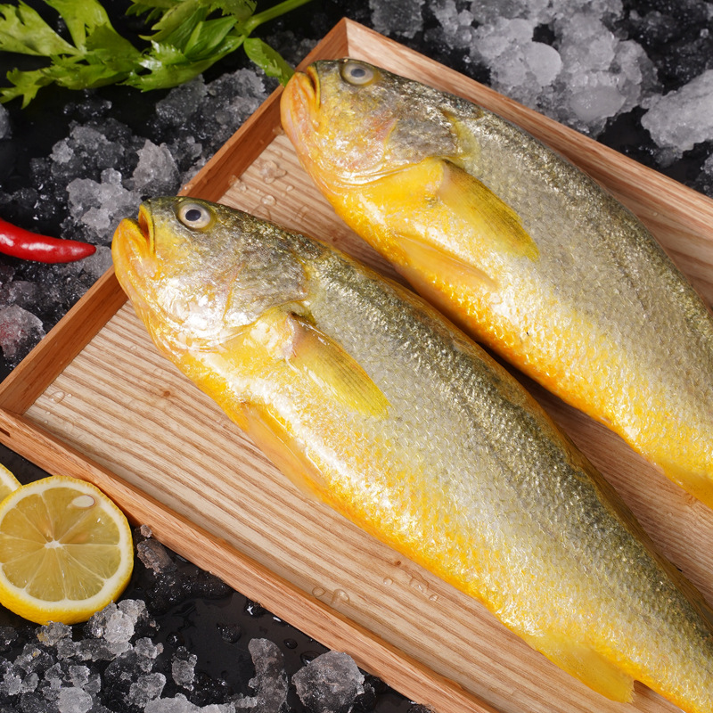 三都港速冻黄花鱼4条装 大黄鱼黄鱼海鲜新鲜生鲜冷冻水产活鱼鲜冻