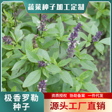 威尔种子批发香草芽苗菜极香罗勒纸上种菜葫芦巴1g新品种蔬菜种子
