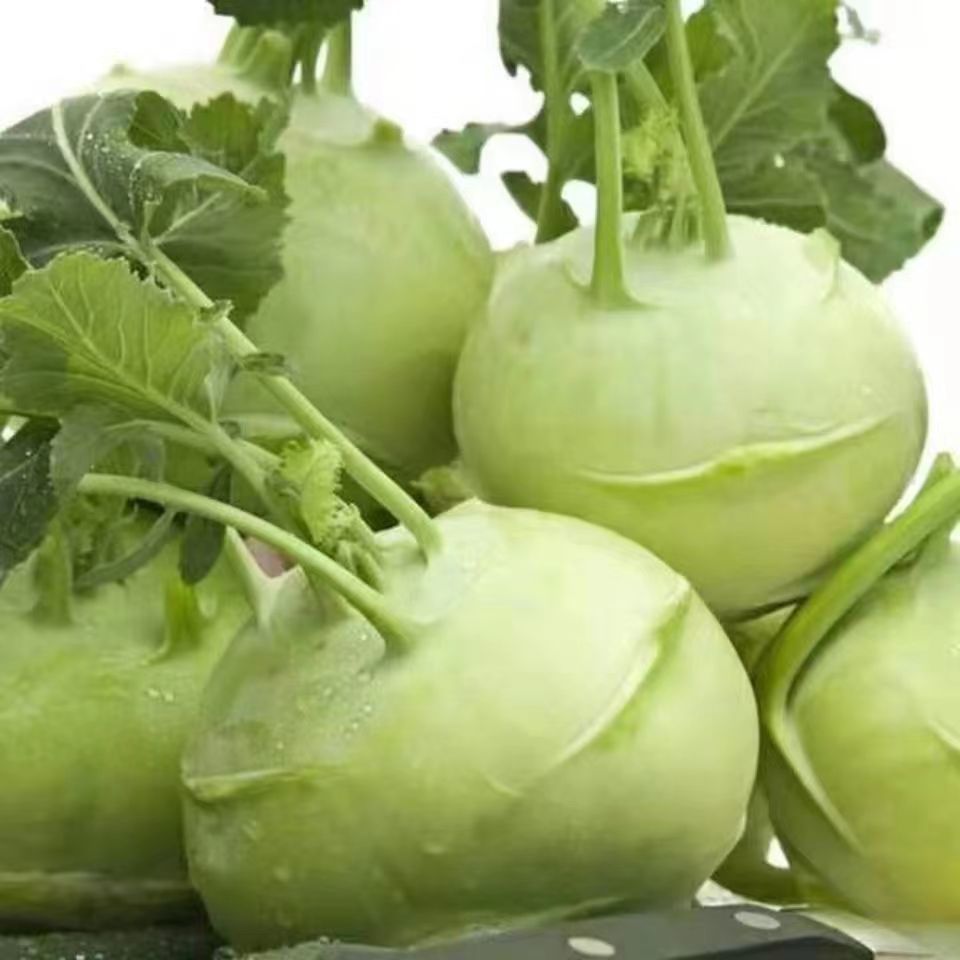 苤蓝疙瘩山东新鲜农家自种大头菜芥菜茄莲球甘蓝下饭菜现挖现挖