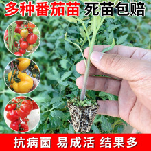 蔬菜苗西红柿苗茄子苗辣椒苗木耳菜苗蔬菜苗蔬菜苗