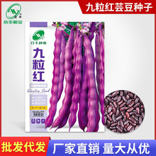 紫红架豆种子 豆角 四季豆芸豆种籽 大紫袍九粒红 春秋季蔬菜种子