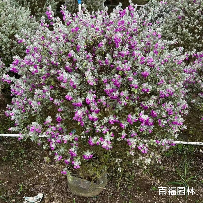 产地批发红花玉芙蓉苗圃价格美植袋苗成活率保证花球