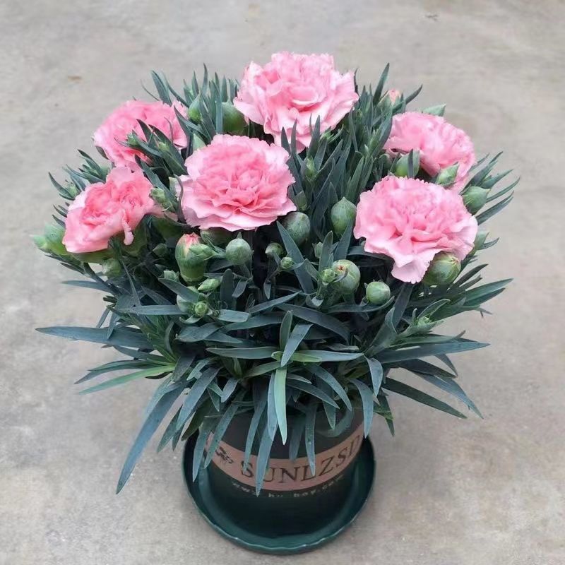 carnation potted plant with flower buds stone bamboo flower green four seasons flowering indoor balcony living room green plant flowers are easy to feed