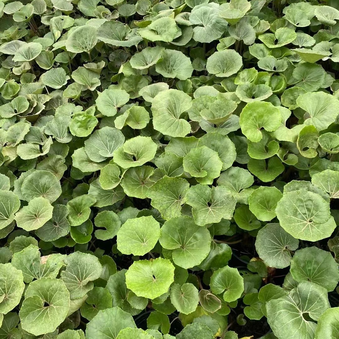 大叶吴风草盆栽室内耐阴耐寒四季好养活花卉植物地被绿植发财树