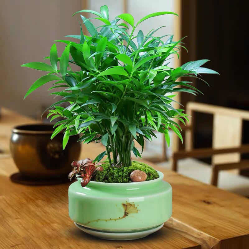 竹柏盆栽室内驱蚊植物平安竹清香绿植驱虫净化空气好养长寿竹树苗