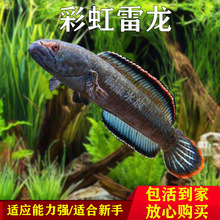 雷龙鱼观赏鱼冷水鱼龙鱼凶猛七彩雷龙淡水活体彩虹雷龙鱼包邮