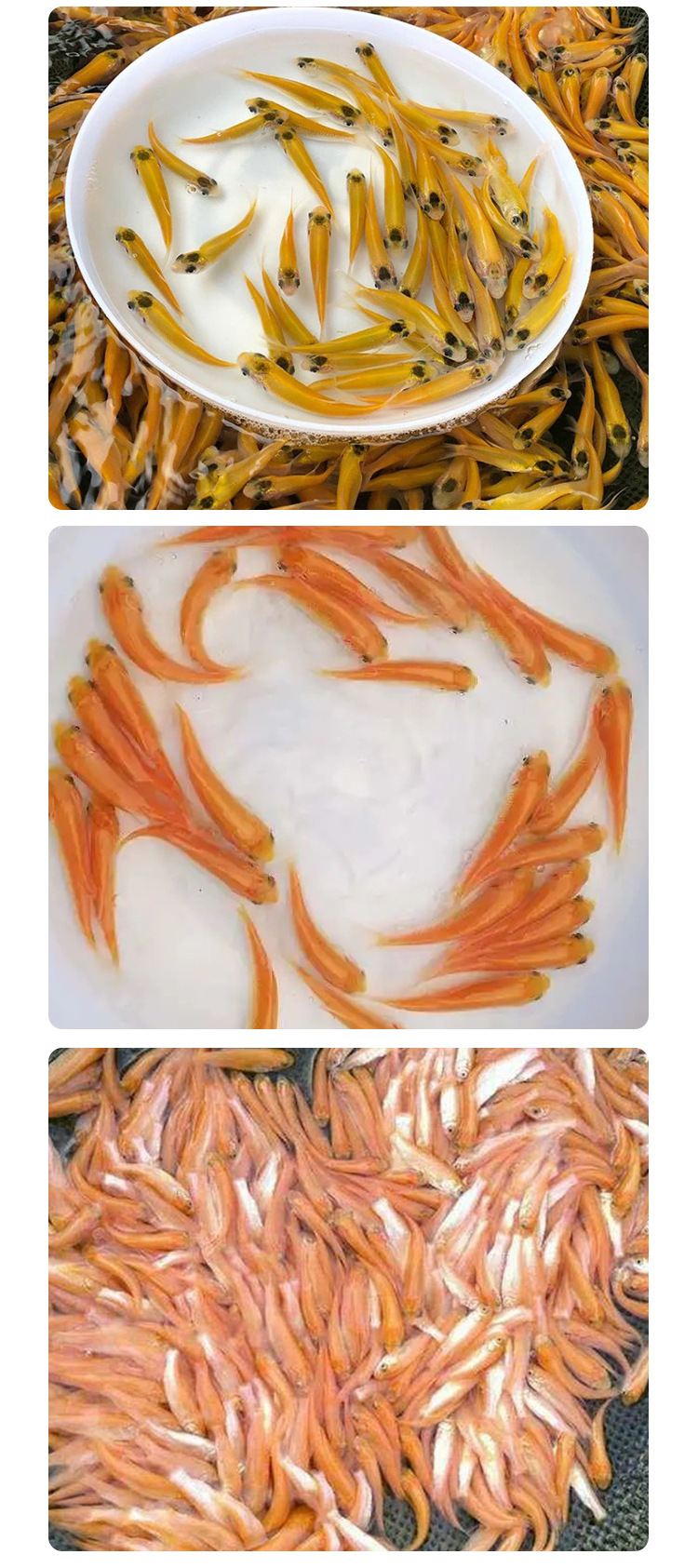 新品金草鱼苗 俄罗斯金草鱼 金丝鲩黄金鲩鱼苗淡水养殖观赏鱼活体