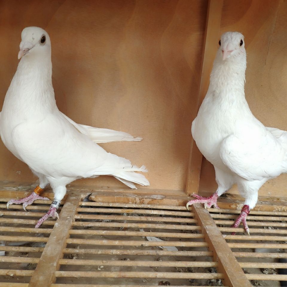 信鸽白鸽子观赏鸽赛鸽活体血统鸽纯白村松白锡坤白家飞白色鸽比赛