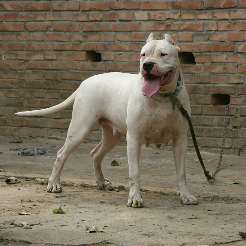 出售阿根廷杜高犬纯种幼犬活体巨型狩猎犬幼崽大型猛犬大型犬宠物