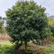 2403苗圃基地 供应 单杆 含笑花 18-20cm 树型 庭院景观 开花清香