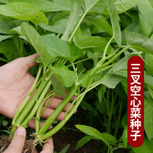三叉空心菜种子通心菜四季高产易种植阳台盆栽蔬菜花卉种籽