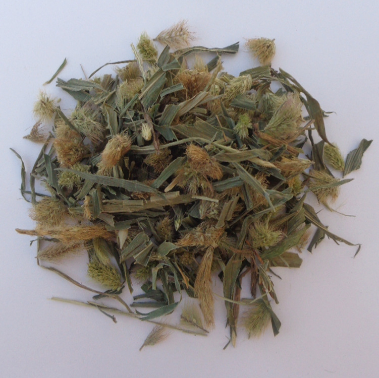 中药材 狗尾巴草 莠草子 光明草 大尾草 大尾曲 毛娃娃 毛毛草