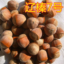 东北耐寒美国大榛子树苗平欧榛子苗树落叶地栽南北方种植当年结果