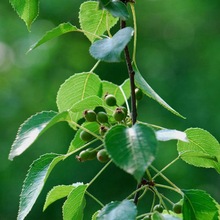 批发杜梨林木种子 新杜梨种子 棠梨 海棠种子 甜茶种子 砧木杜梨