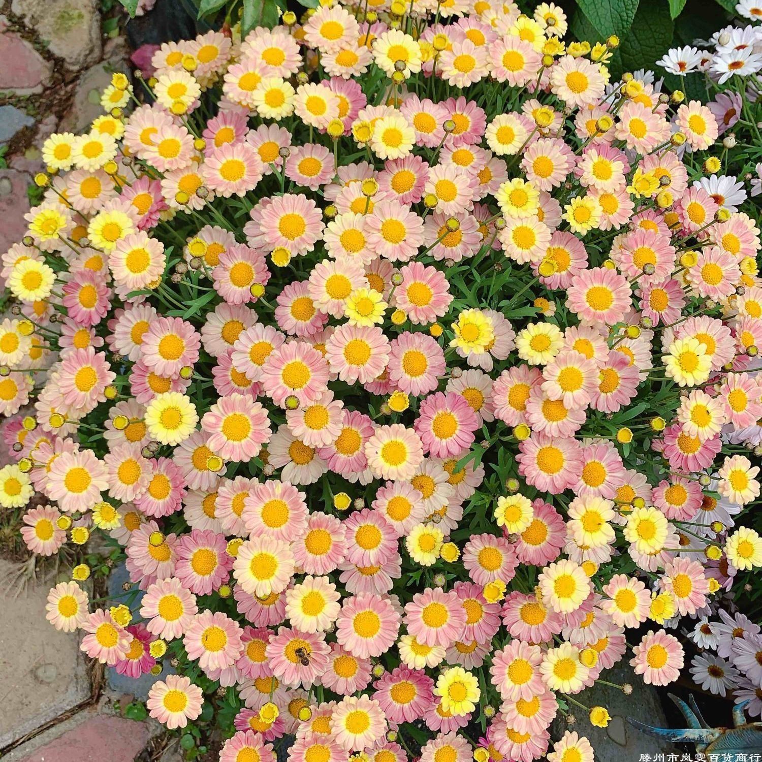 玛格丽特盆栽多年苗庭院爆花型四季开花庭院阳台小雏菊木茼蒿包邮