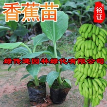 香蕉树苗粉蕉苗红香蕉苗果树苗香蕉苗粉蕉苗矮化蕉苗2棵皇帝蕉苗