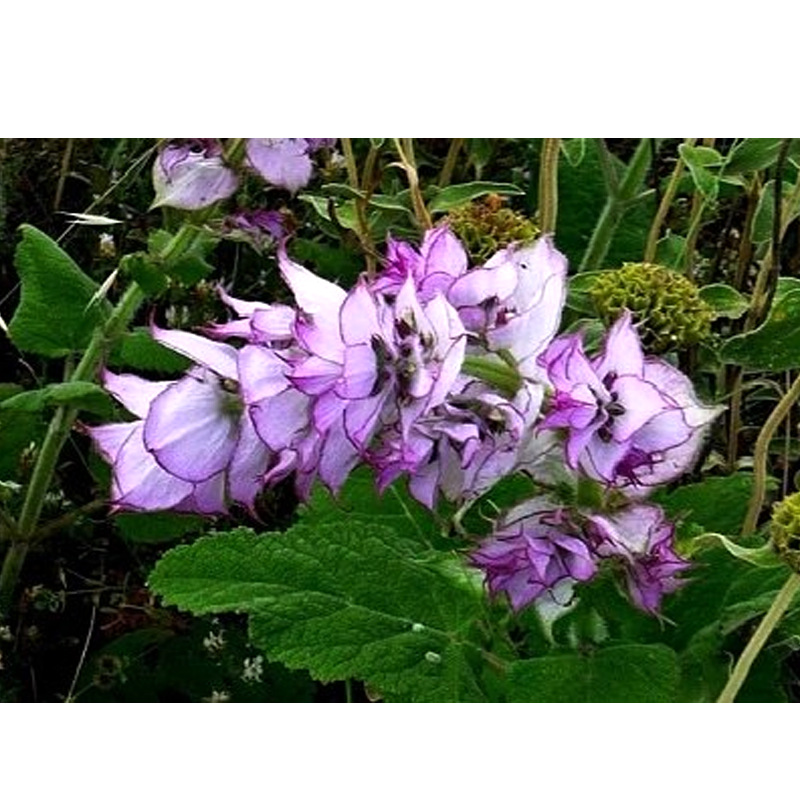 阿甘树快乐鼠尾草精油 clary sage单方精油salvia sclarea