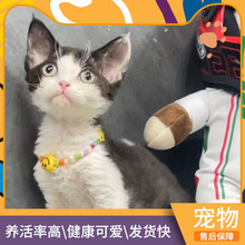 猫咪活体德文卷毛猫活体猫咪缅因猫幼猫活体蓝白猫幼猫美短虎斑猫