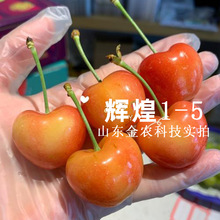 新品种嫁接辉煌1-5樱桃树苖特大黄色蜜甜鲁樱5号当年结果果树果苗