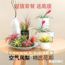 空气凤梨菠萝花期无土植物室内客厅盆栽绿植花卉