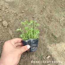 蛇莓盆栽 宿根草花花卉 耐寒旱黄色花 山东青州花卉基地批发蛇莓