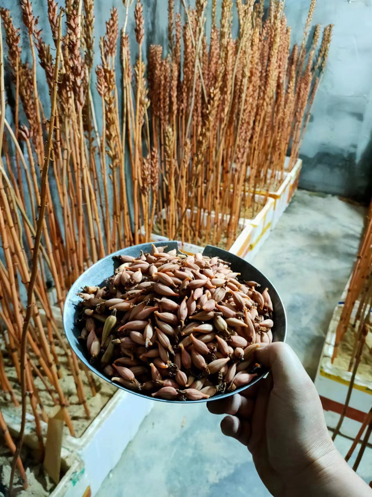 乌红杂交天麻蒴果 乌红杂交天麻代种培育萌发菌 正宗乌红杂交现摘