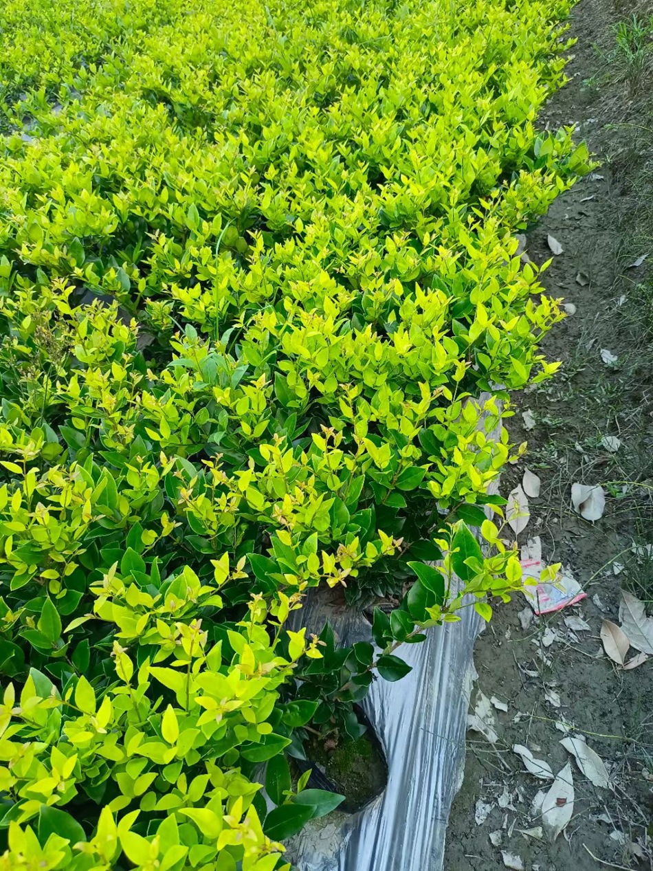 金森女贞 日本金黄女贞 四川成都工程绿化地被灌木苗木彩叶植物